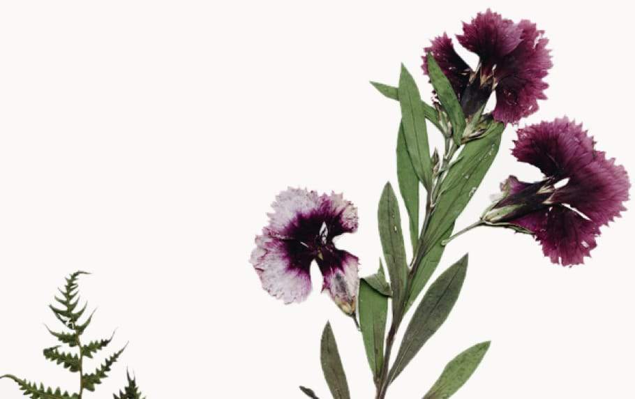 Wildcrafted Beauty for Radiant Skin